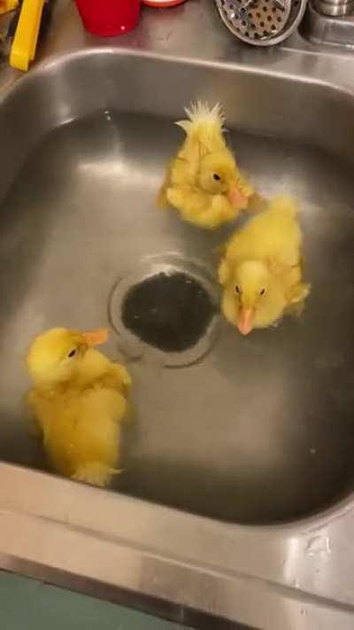 We hatched baby ducks! Cuteness overload!