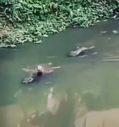 capybara on an alligator?! the new surfing experience