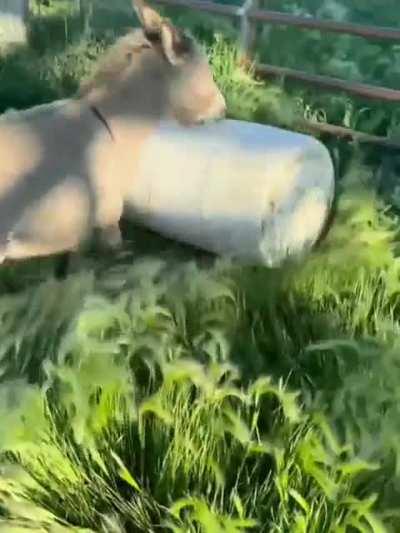 Don't stand in my way, hooman!