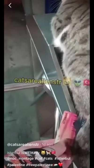 Cats rule the city of Istanbul