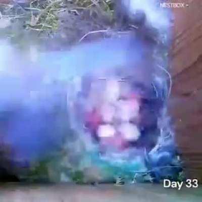 Tiny birds incredible breeding cycle from egg to flight