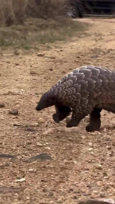 🔥 Ground pangolin in a rush to get to its favourite snack spot