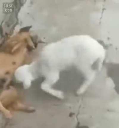 Не мешай , видишь я кушаю