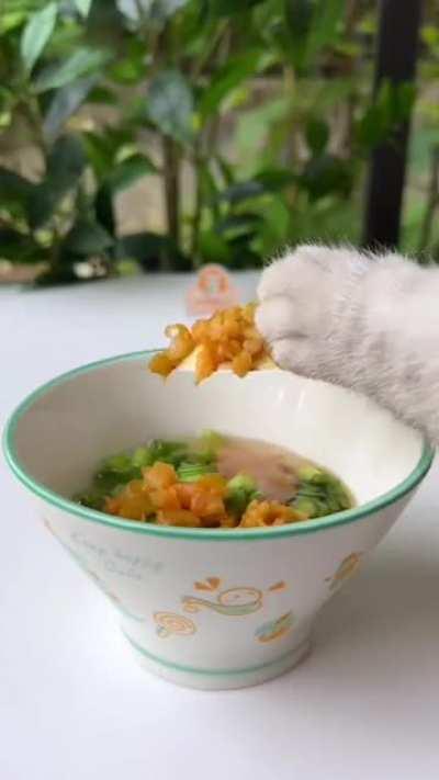 Cat's kitchen (chef)