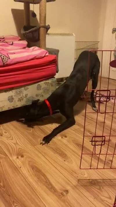 She loves the cat. Tippy tappy toes featured.