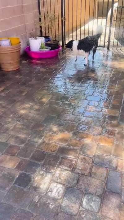 Was only planning to water the plants but couldnât help myself