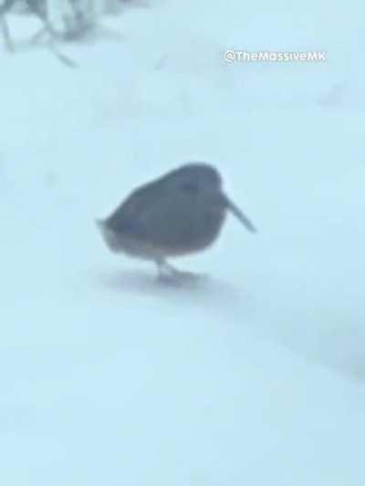 I need the name only of the 3rd chick.