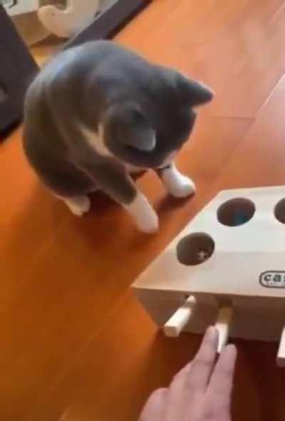 A cat playing with a scary toy