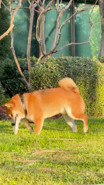 my shiba in the sunshine