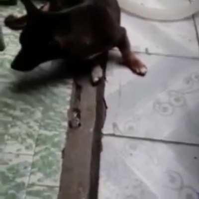 Bebeu que nem um cachorro!