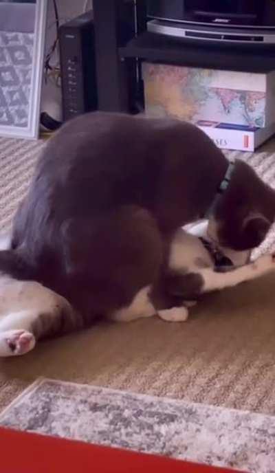 Если насилие неизбежно - Просто расслабься и получай удовольствие