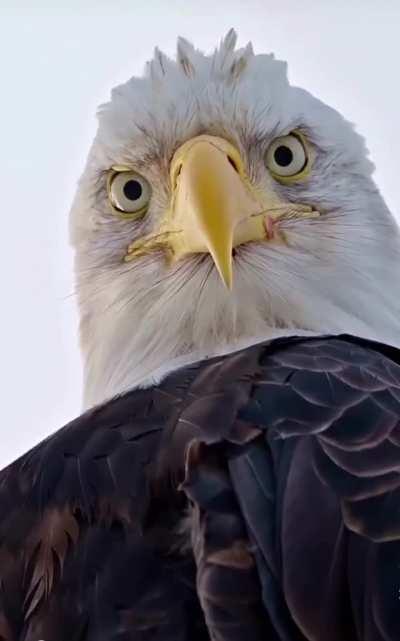 When an alpha predator takes an interest in you