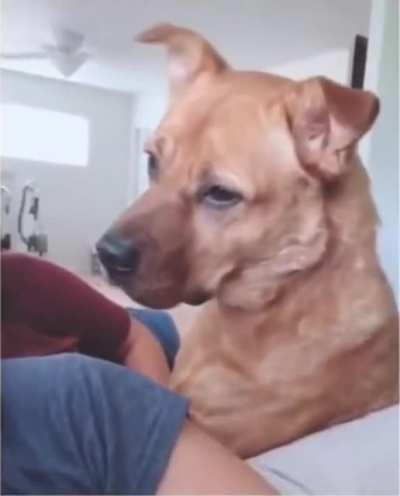 Doggo reacts to a story using all his favorite words