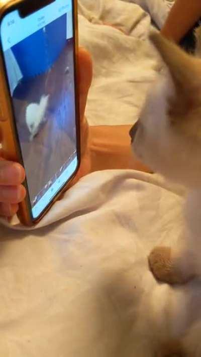 Smol watching himself be smol