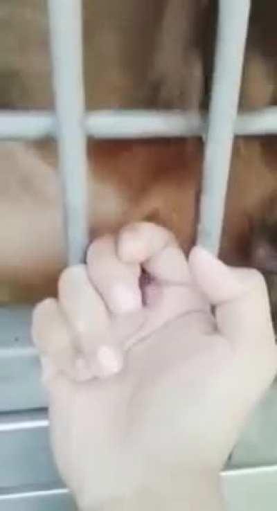 Literally a crazy fucking video