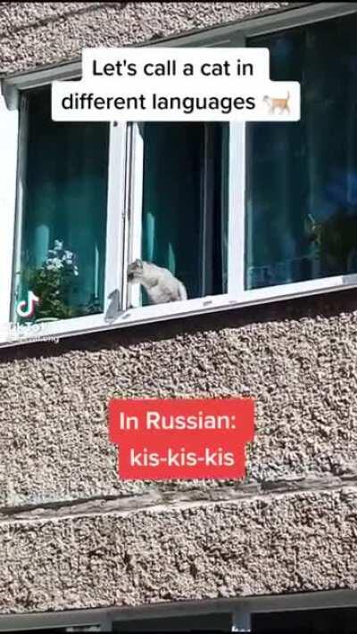 Hasta los gatos estan orgullosos de ser Mexicanos