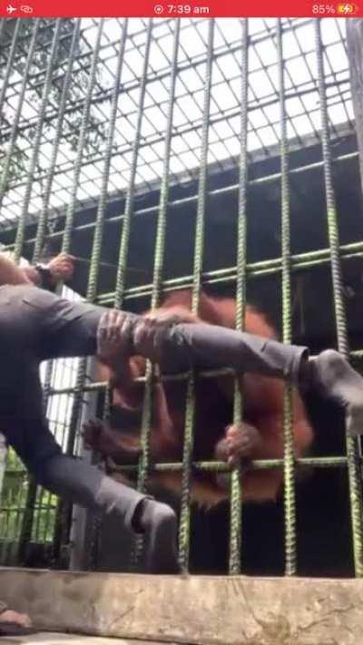 The last bit of video of ape got the leg.