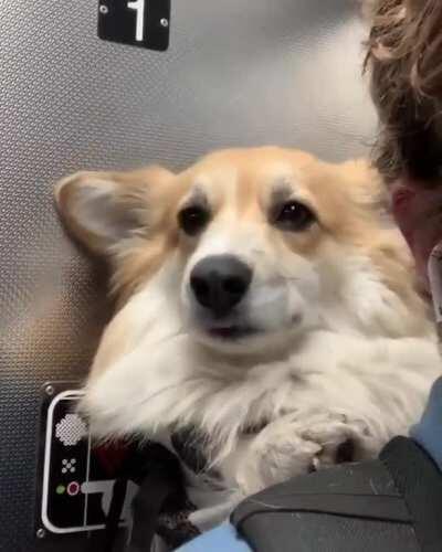 Maxine the subway doggo