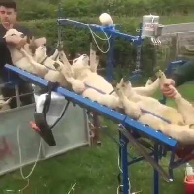 Sheeps getting vaccinated