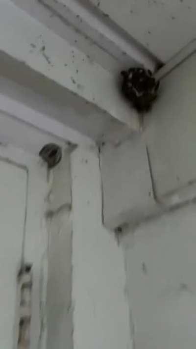 One way to get rid of unwanted pests