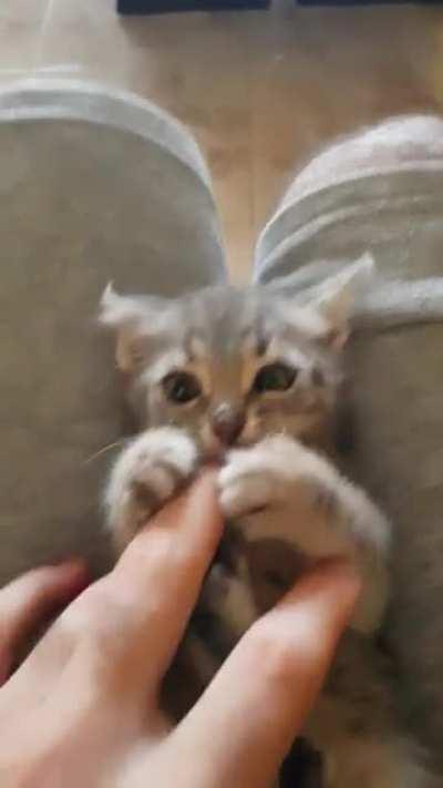 Found this boy below my complex with his both eyes shut couldn't live him there to freeze to death so took him in and after a quick visit to the vet he is in a warm homee forever 😁