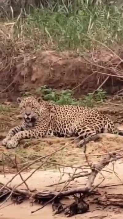 Edno relaxing by the riverbank, showcasing his massive size