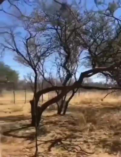 This bird chooses the wrong animal to mess with. 😅