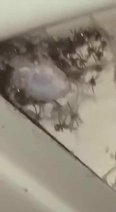 Shelob in her earlier years