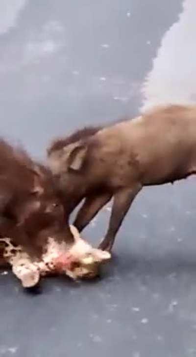 Pack of boars attacking and feeding on a leopard in India!