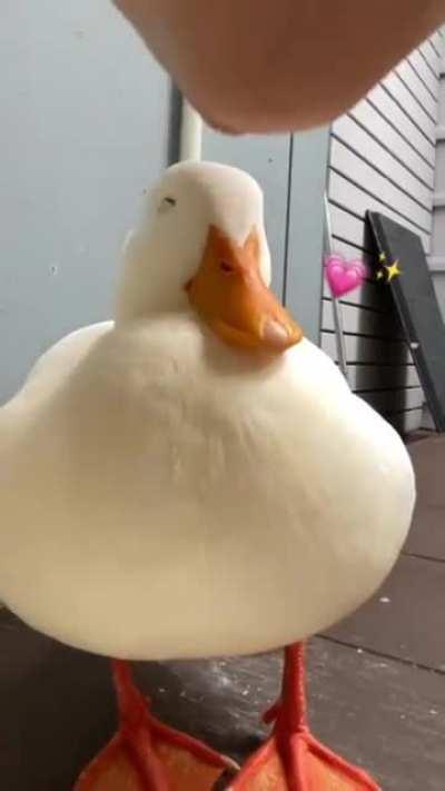 Marshmallow ducky :3