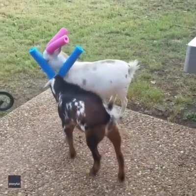 Noodle and puff work it out safely...