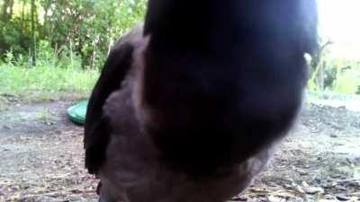 Young crow finds the camera