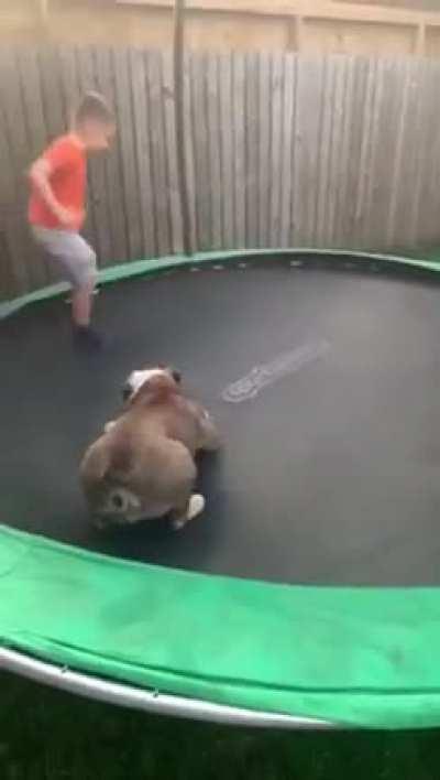 The dog is having the time of his life 😂🤣