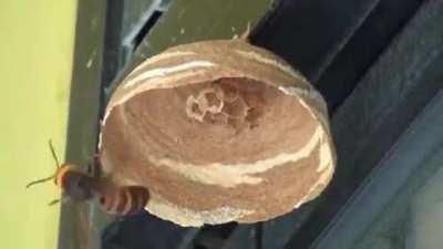 Giant hornet queen building a nest