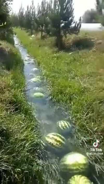 nasin telo pi kili suli