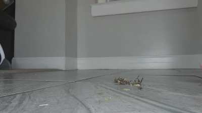 Barefoot locust walkover