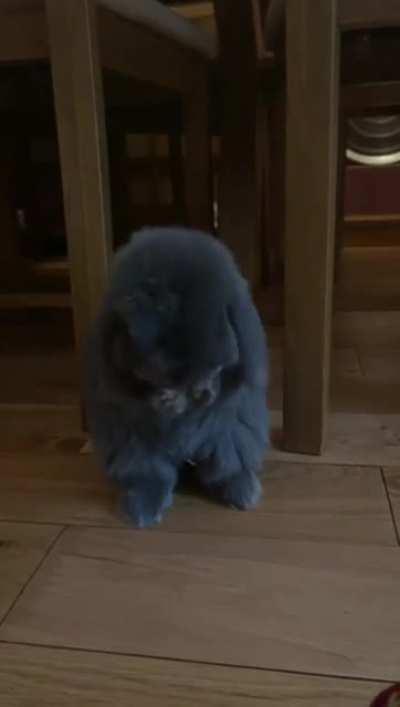 I can watch her for hours... why are they so cute?!