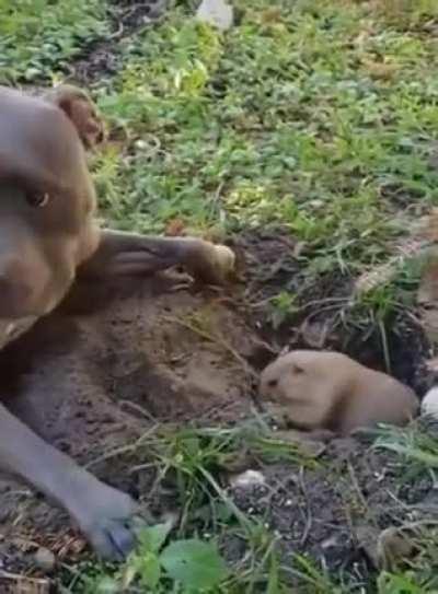 Dog can't help but annoy the grumpy groundhog.