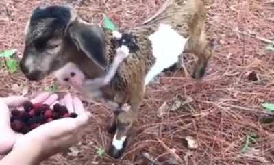 Baby Monkey, Baby Donkey eating barries