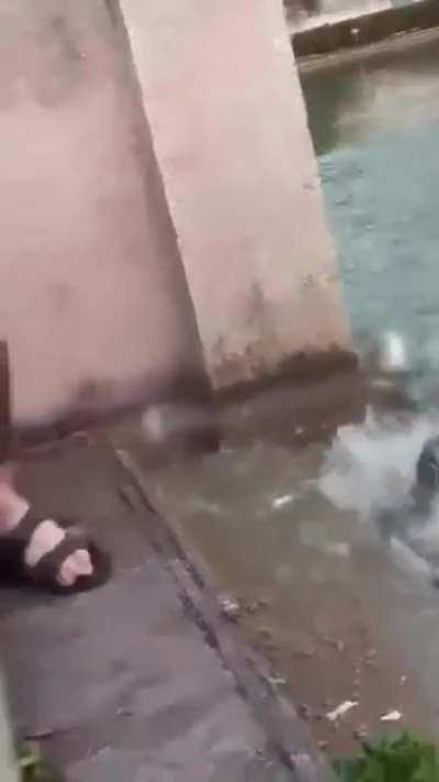 Feeding the turtles.