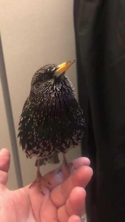 a bird imitating a human voice