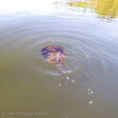 This is how Horseshoe Crabs swim