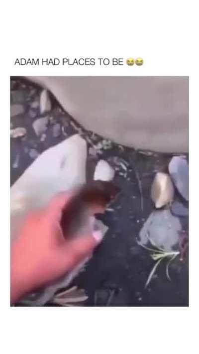 Adam's people need him!