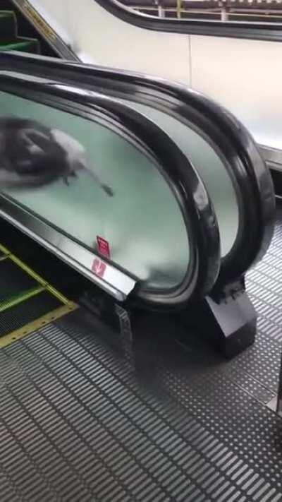 He's tryin....he keeps tryin.