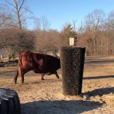 Cow infects another cow with its happiness