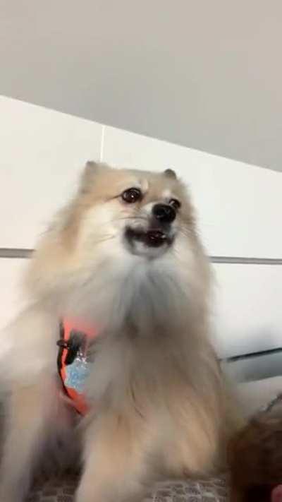 25% Husky but 100% Husky Personality 🙄