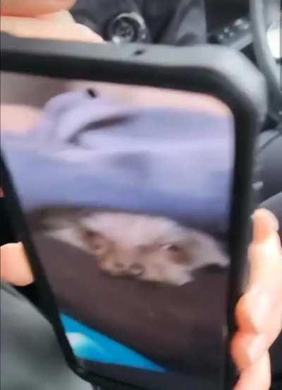 There are 2 types of dog pictures...