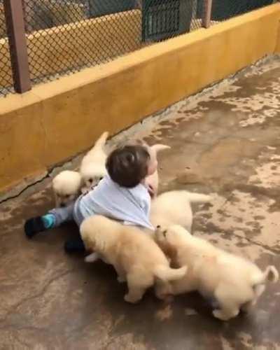 Poor boy attacked by vicious dogs