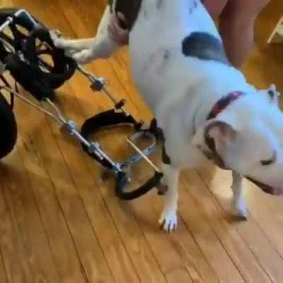 Handicapped dog excited to go on a walk