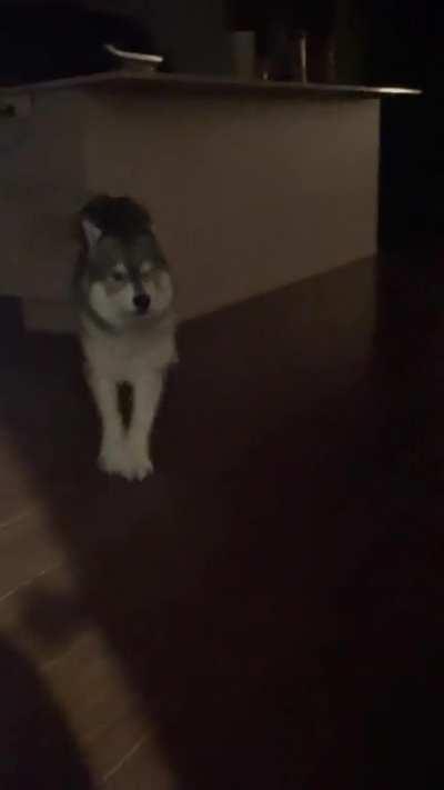 Dating with a dog is hard because no human will ever be THIS stoked to see you 🥹